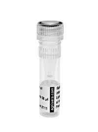 AOX | AOX positive control/quantitation standard in the group Antibodies Plant/Algal / Protein Standards-Quantitation at Agrisera AB (Antibodies for research) (AS04 054S)